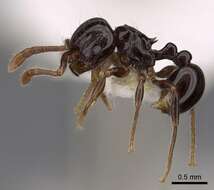 صورة Pristomyrmex orbiceps (Santschi 1914)