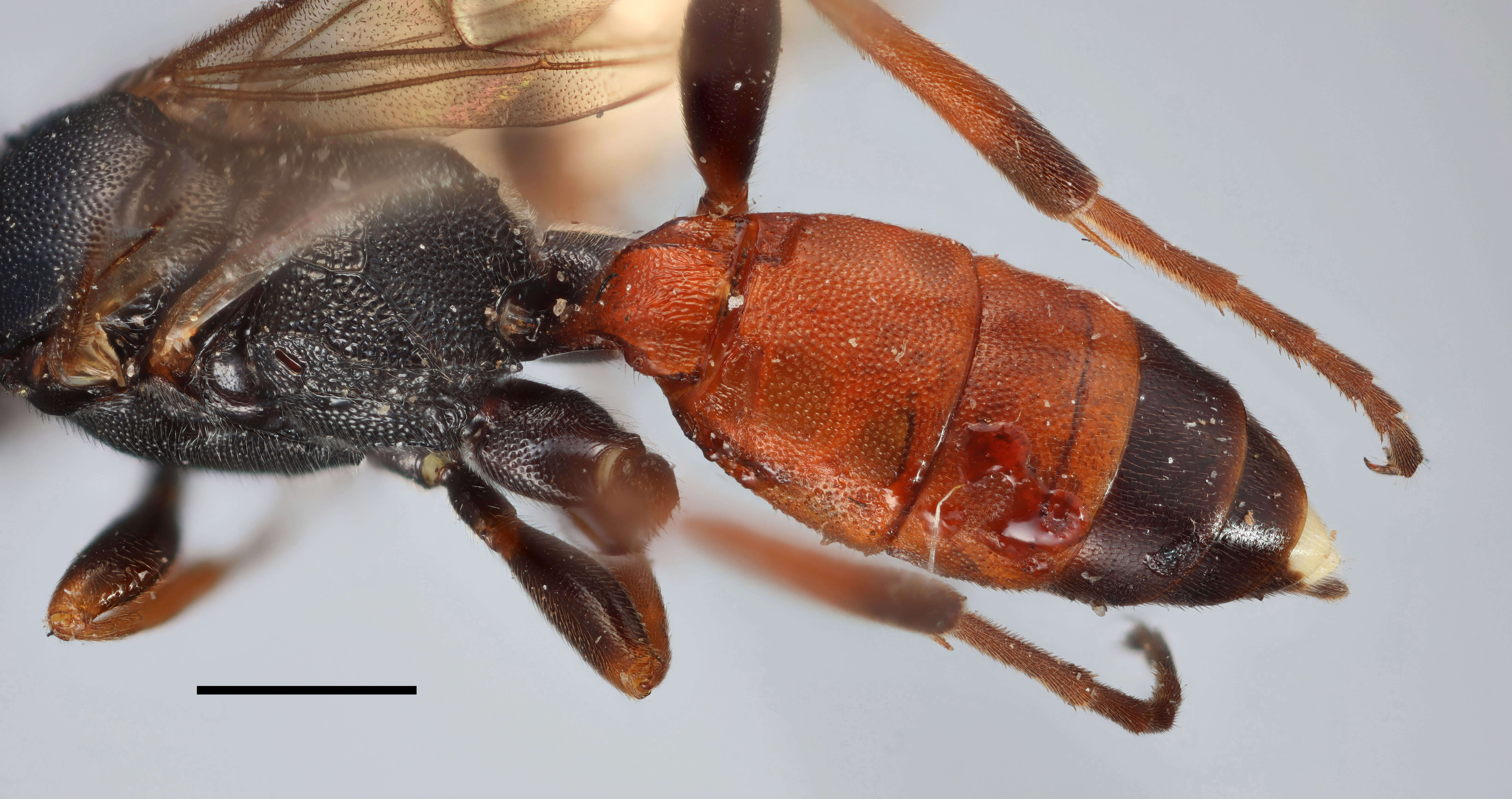 Image of Ichneumon acuticornis Thomson 1896