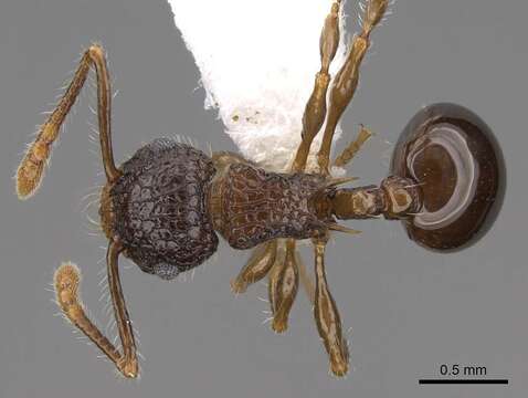 Image of Pristomyrmex punctatus (Smith 1860)