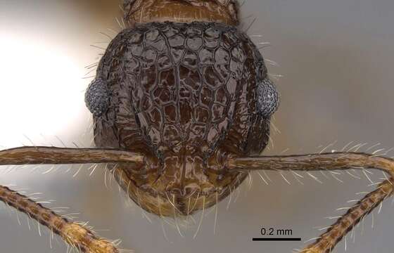 Image of Pristomyrmex punctatus (Smith 1860)