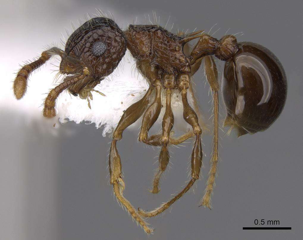 Image of Pristomyrmex punctatus (Smith 1860)