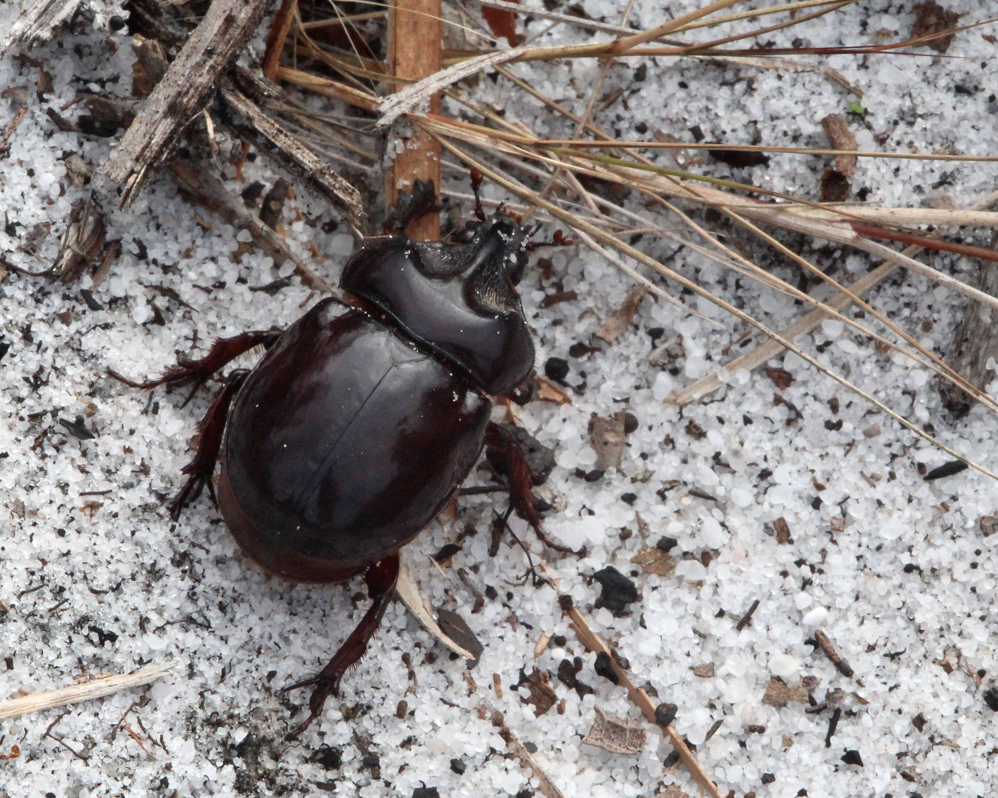 Image of Ox Beetles