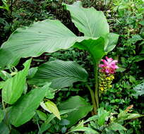 Image de Curcuma pseudomontana J. Graham