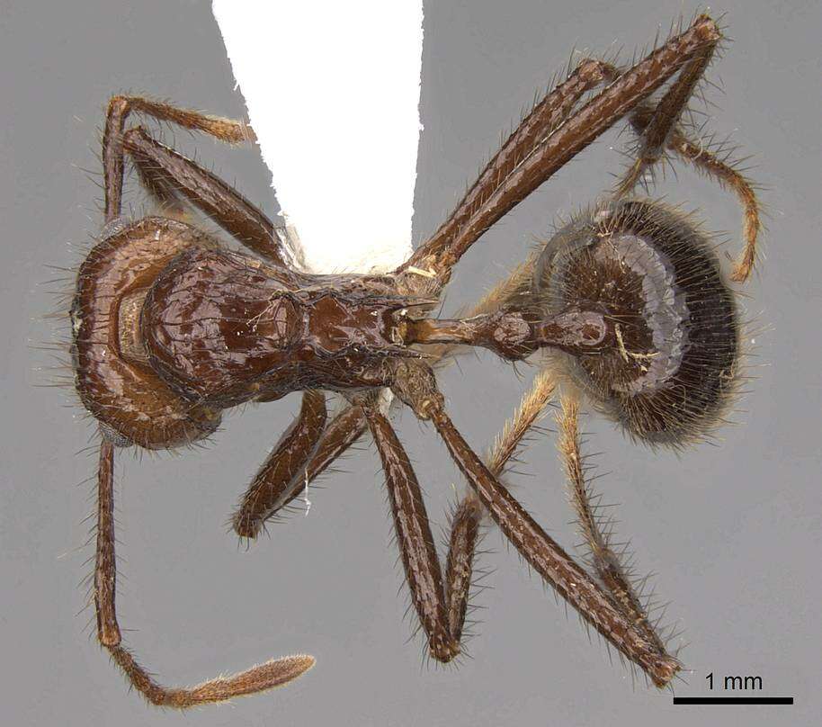 Image of Myrmicaria brunnea Saunders 1842