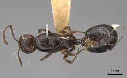 Image de Aphaenogaster patruelis Forel 1886