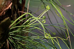 Image of shoestring fern