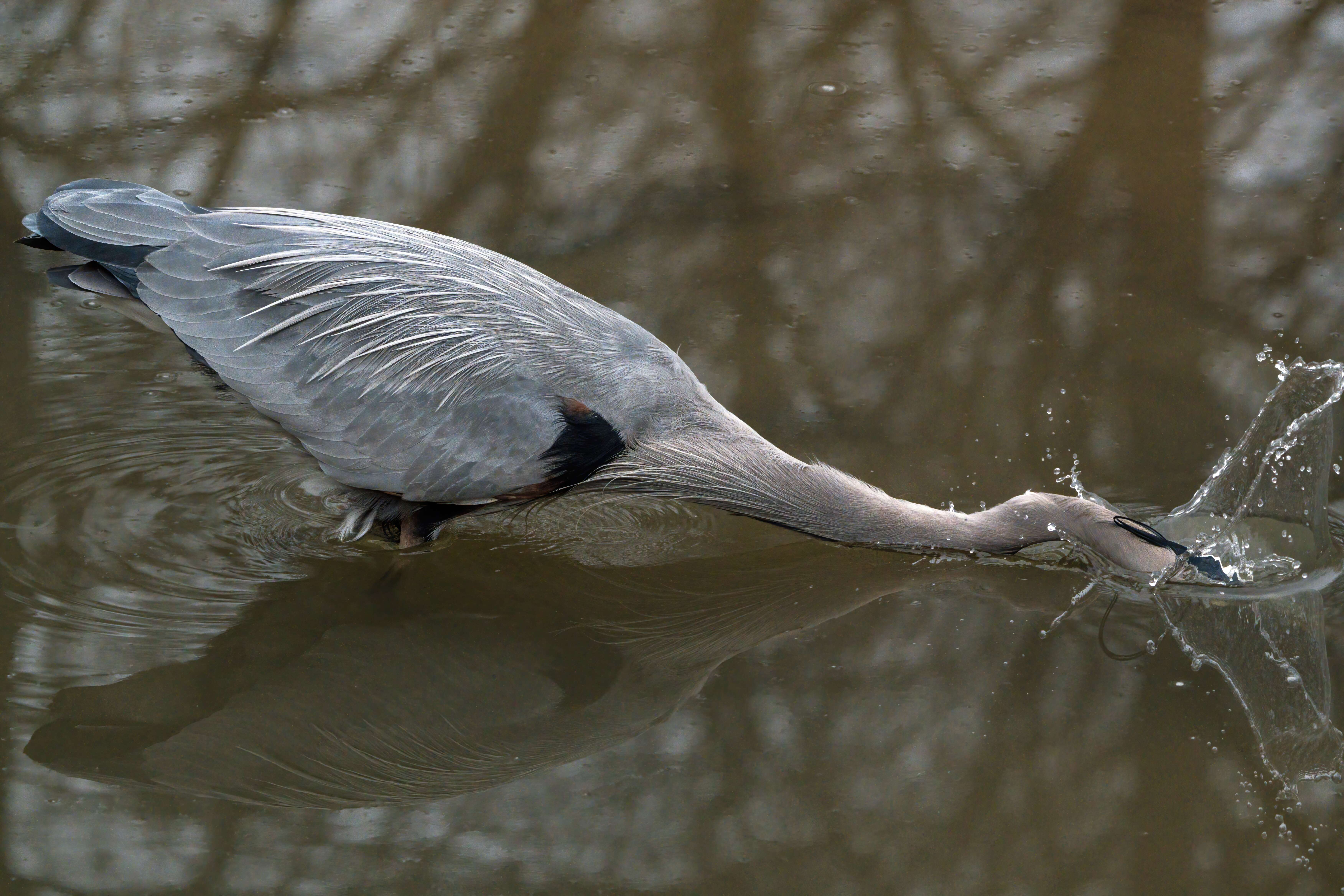 Image of Great Blue Heron