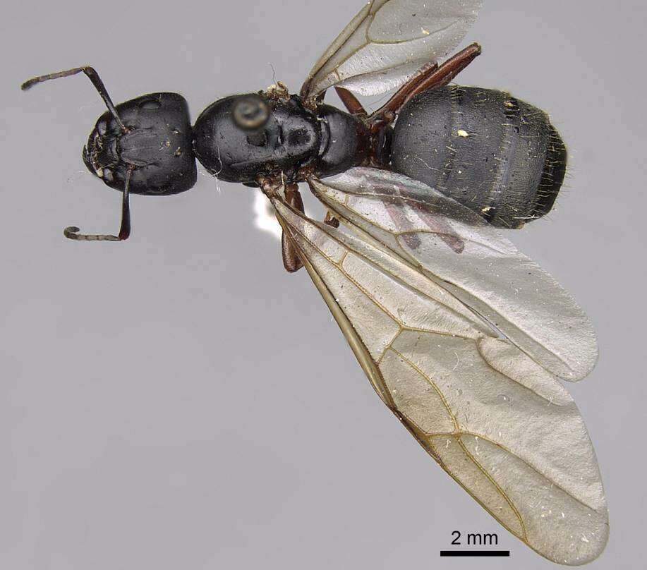 Image of (Western) black carpenter ant