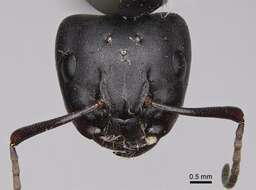 Image of (Western) black carpenter ant