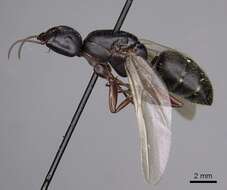 Image of (Western) black carpenter ant