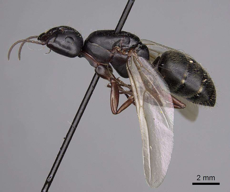 Plancia ëd Camponotus modoc Wheeler 1910