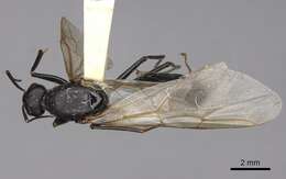 Image of (Western) black carpenter ant