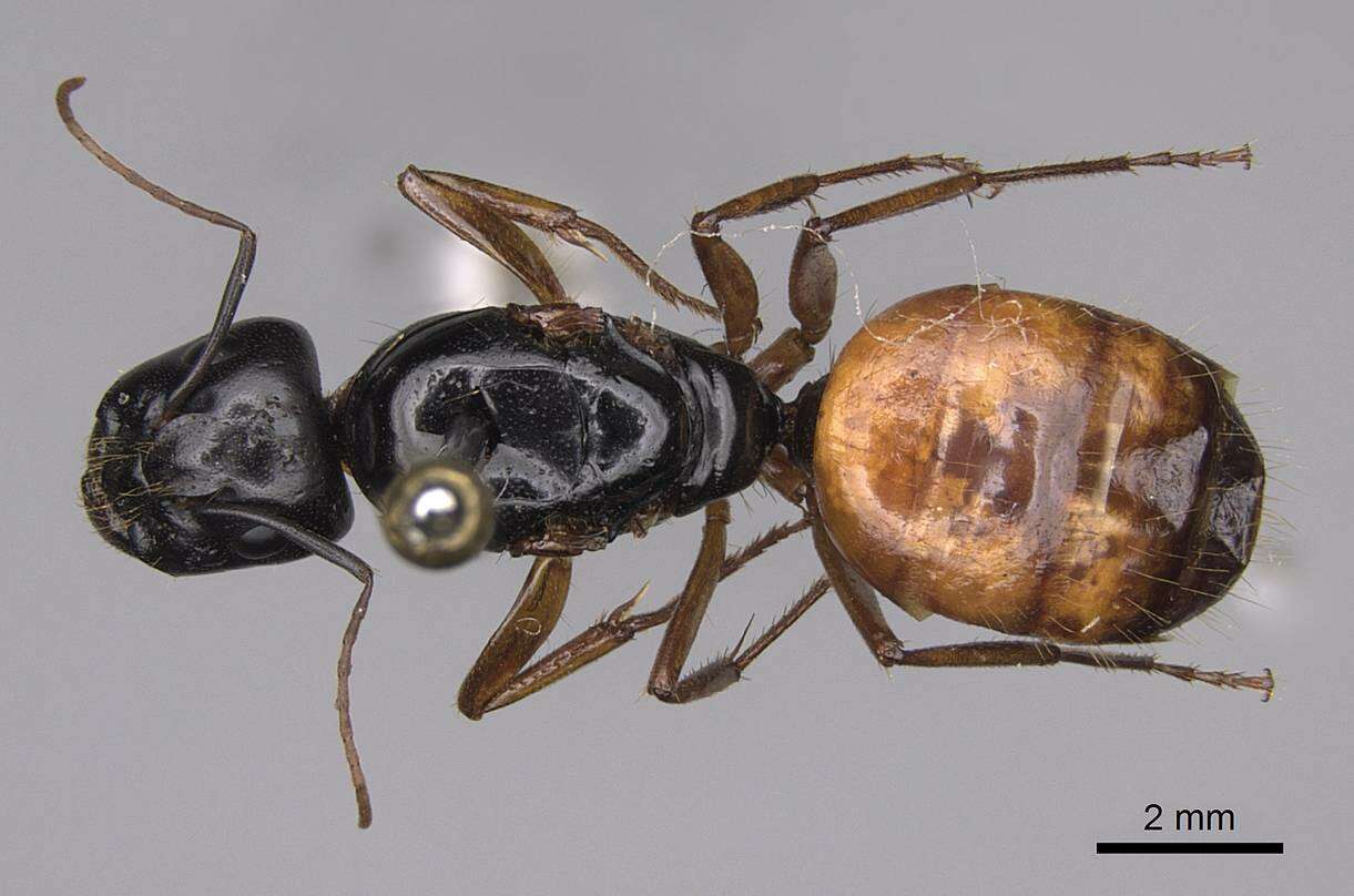 Image of Camponotus sansabeanus (Buckley 1866)