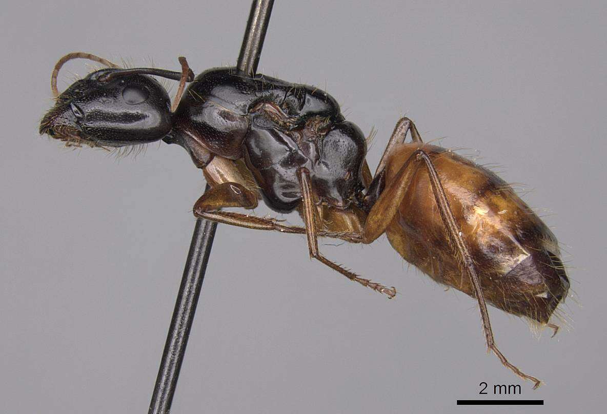 Image of Camponotus sansabeanus (Buckley 1866)