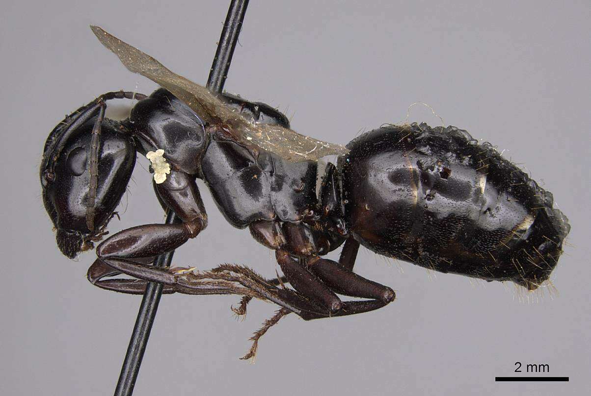 Image of Camponotus quercicola Smith 1954