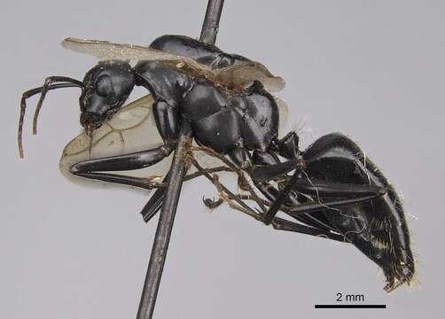 Plancia ëd Camponotus quercicola Smith 1954