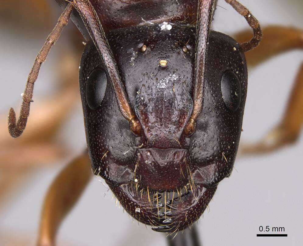 Image of Camponotus sansabeanus (Buckley 1866)