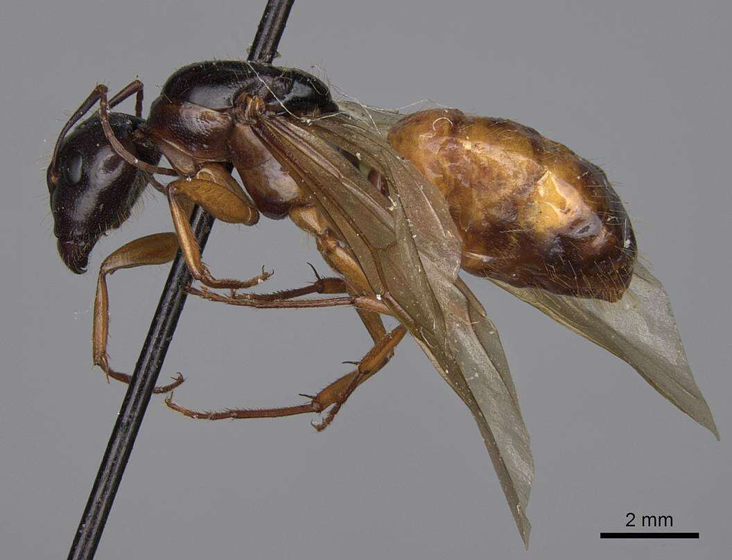 Image of Camponotus sansabeanus (Buckley 1866)