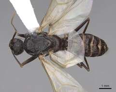 Image of Camponotus sansabeanus (Buckley 1866)