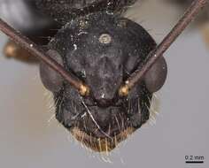 Image of Camponotus sansabeanus (Buckley 1866)