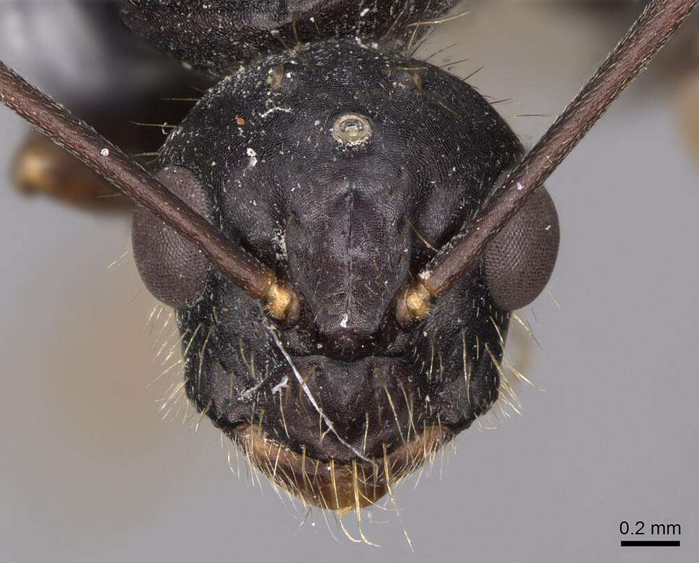 Image of Camponotus sansabeanus (Buckley 1866)