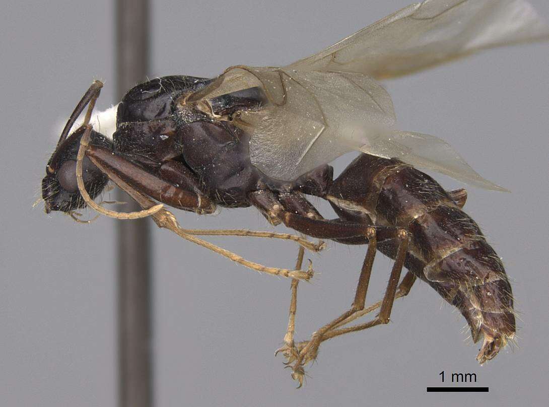 Image of Camponotus sansabeanus (Buckley 1866)