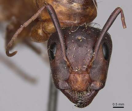 Image of Camponotus semitestaceus Snelling 1970