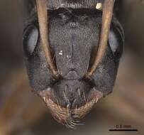 Image of wood ant