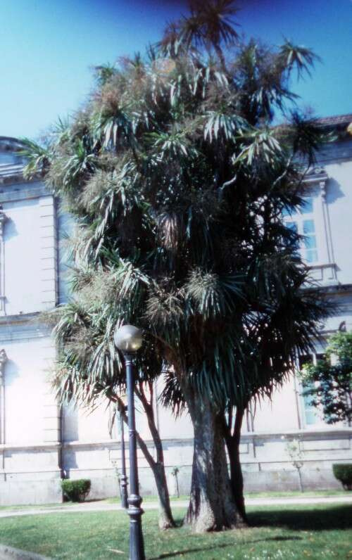 Image de Cordyline australis (G. Forst.) Endl.