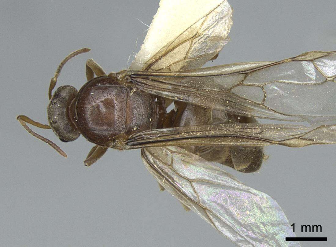 Image de Lasius sitiens Wilson 1955