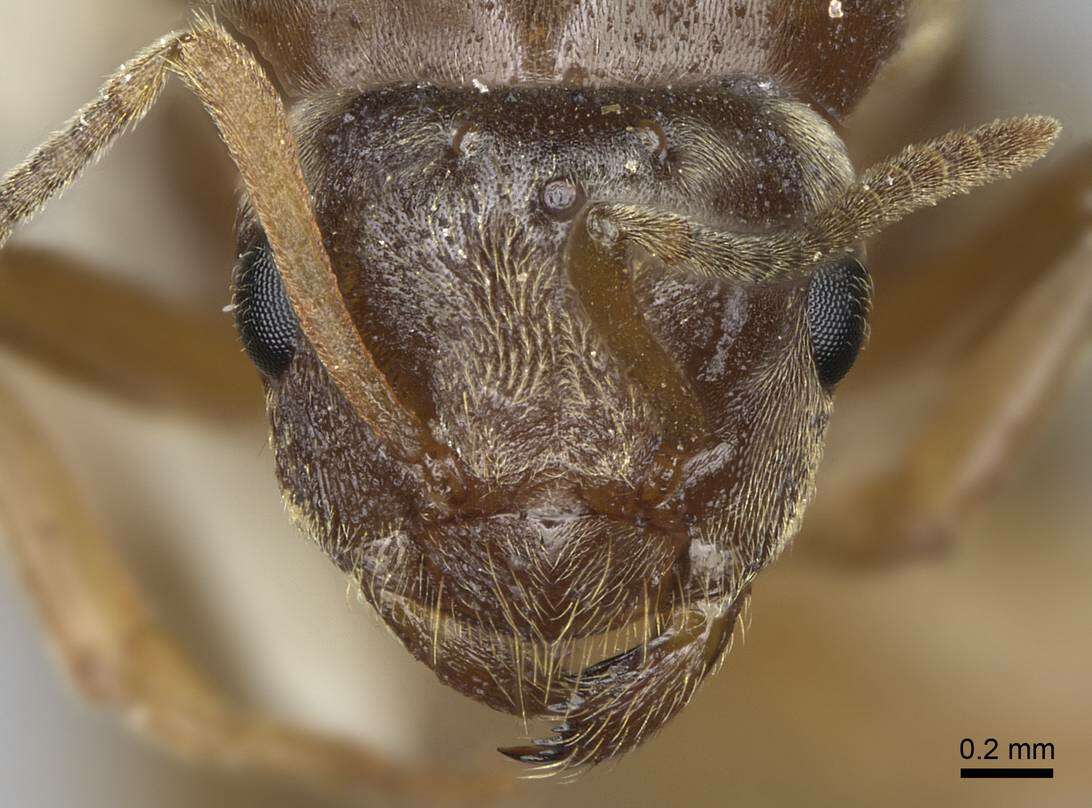 Image de Lasius sitiens Wilson 1955