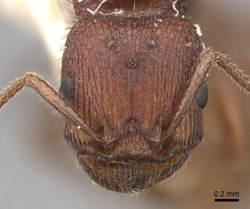 Image of Pogonomyrmex imberbiculus Wheeler 1902