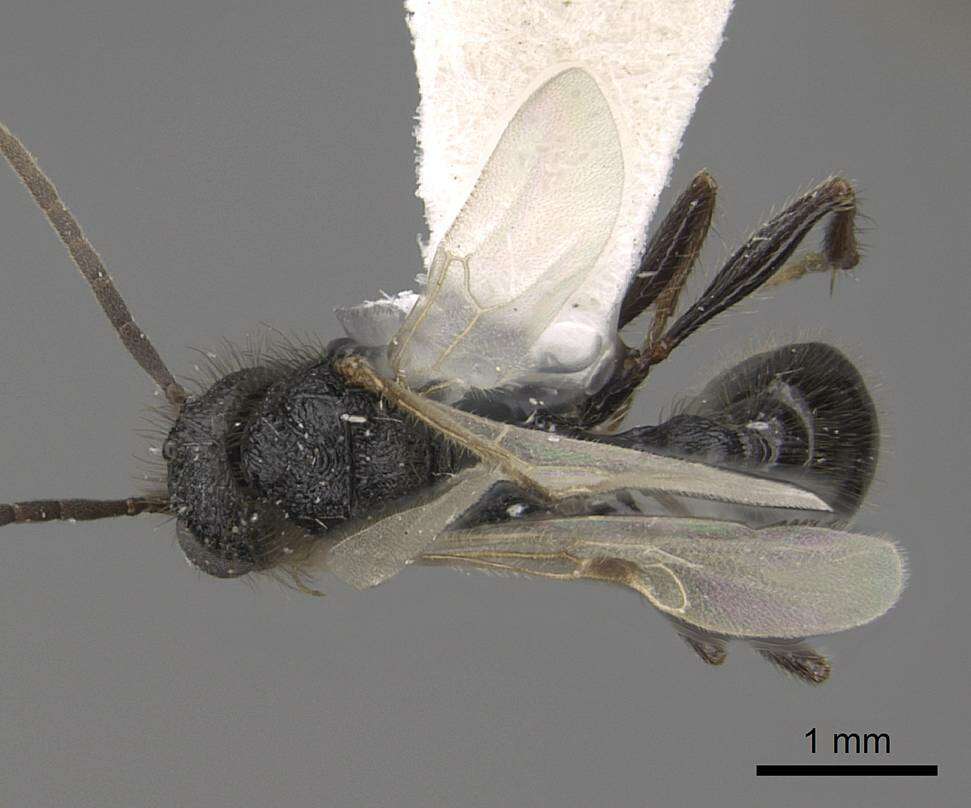 Image of Pogonomyrmex imberbiculus Wheeler 1902