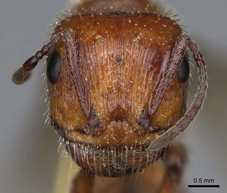 Image de Pogonomyrmex salinus Olsen 1934