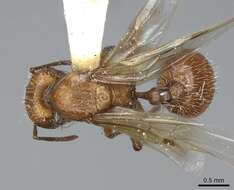 Image de Pogonomyrmex subnitidus Emery 1895