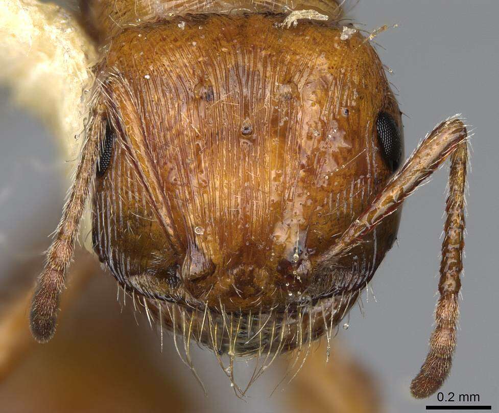 Plancia ëd Pogonomyrmex subnitidus Emery 1895