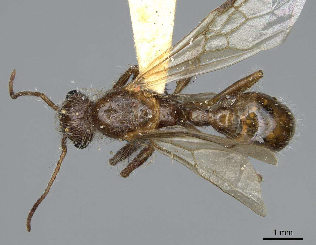 Plancia ëd Pogonomyrmex subnitidus Emery 1895