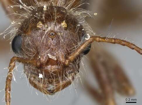 Plancia ëd Pogonomyrmex subnitidus Emery 1895