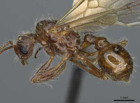 Plancia ëd Pogonomyrmex subnitidus Emery 1895