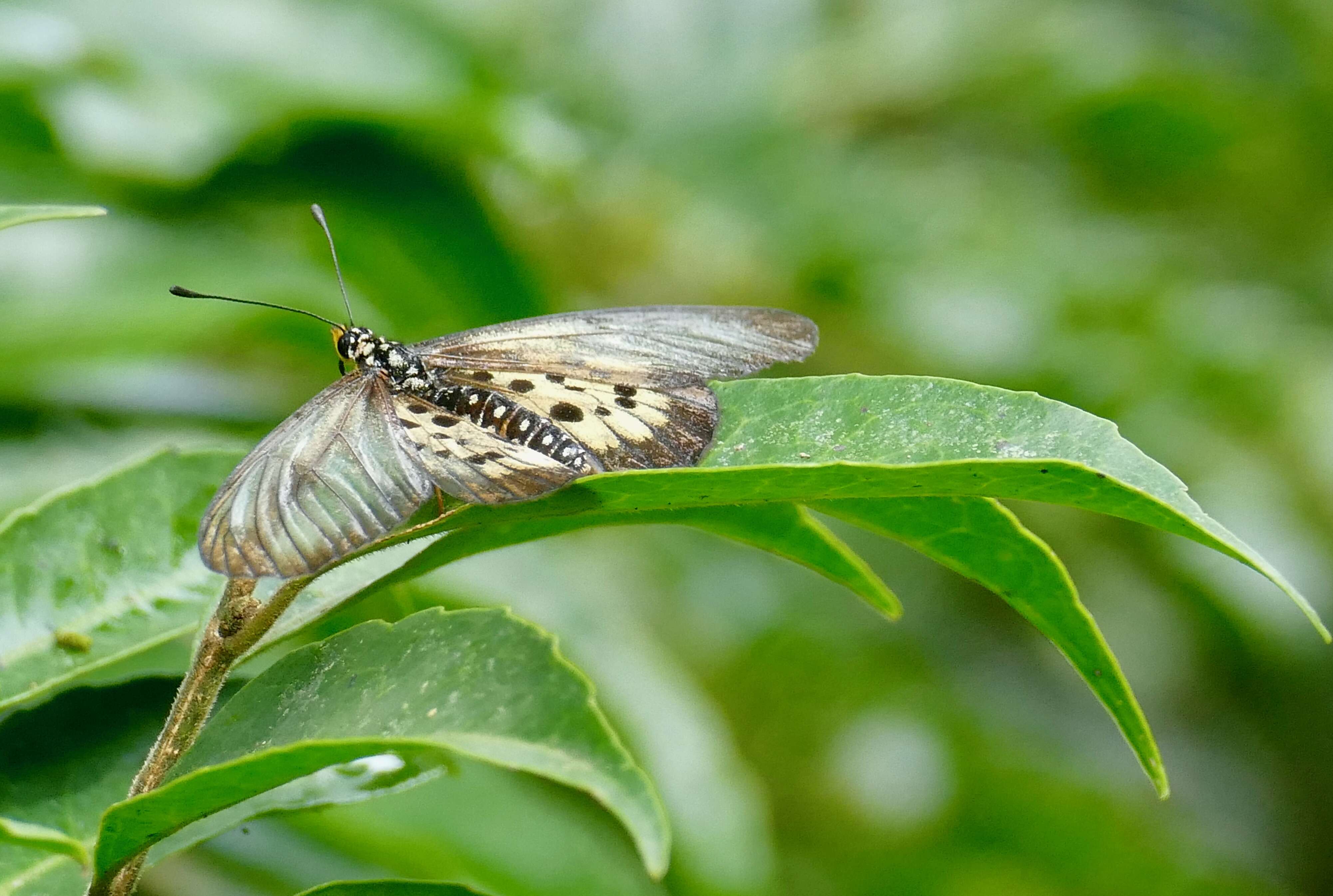 Image of Acraea igola Trimen 1889