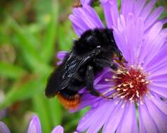 Image of Bombus rupestris (Fabricius 1793)