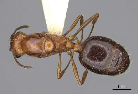 Image of Aphaenogaster uinta Wheeler 1917