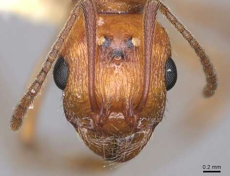 Image of Aphaenogaster uinta Wheeler 1917