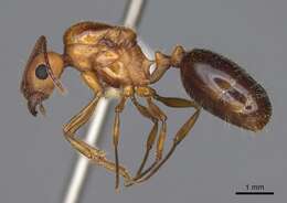 Image of Aphaenogaster uinta Wheeler 1917