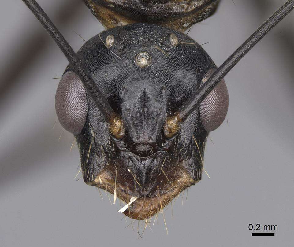 Plancia ëd Camponotus ocreatus Emery 1893