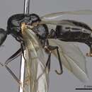 Image of Camponotus maritimus