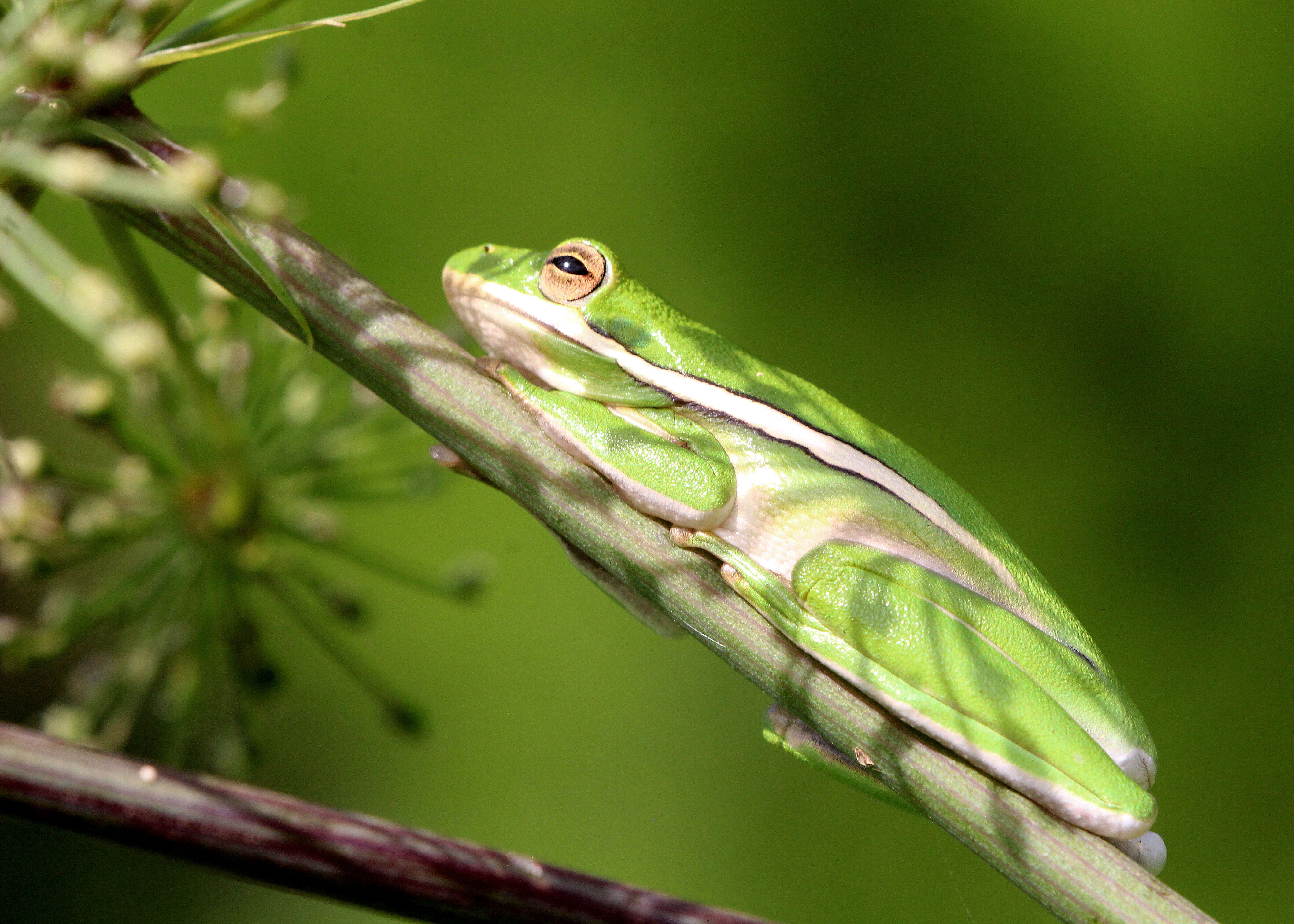 Image of American Green Treefrog