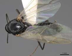 Plancia ëd Camponotus clarithorax Creighton 1950