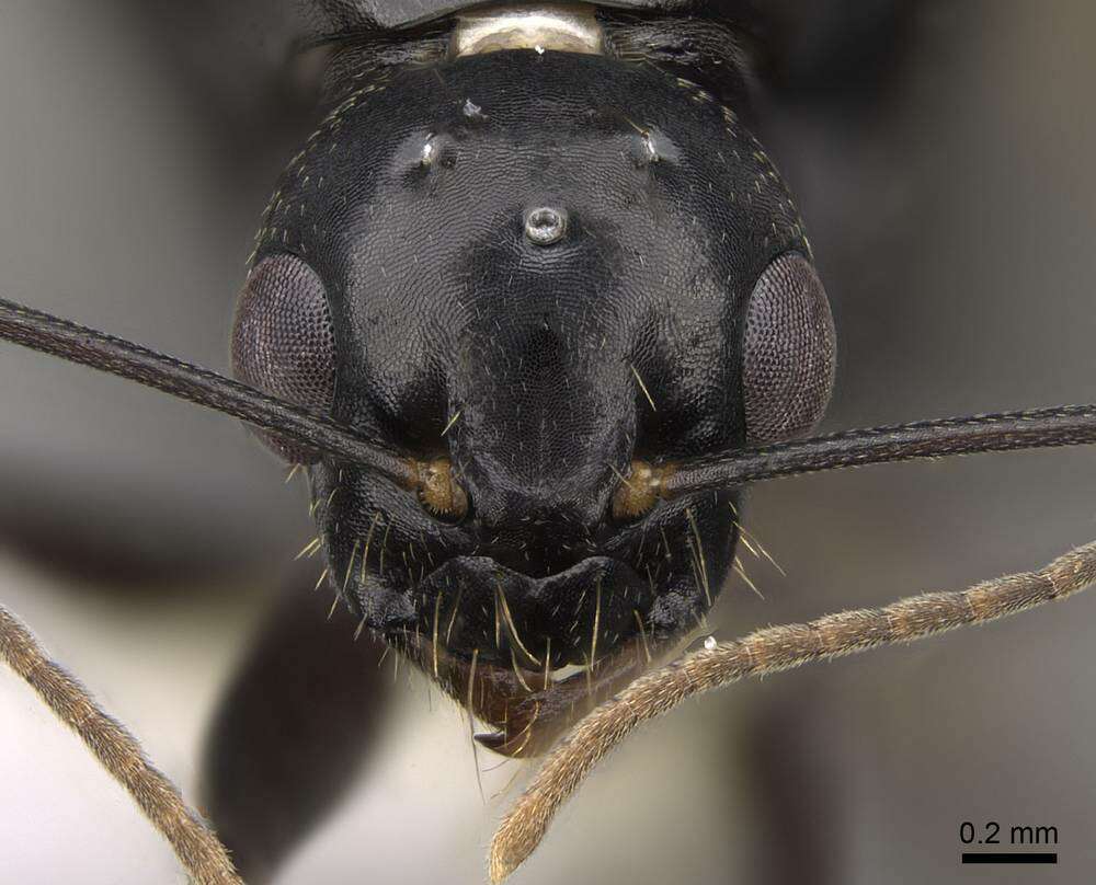 صورة Camponotus clarithorax Creighton 1950