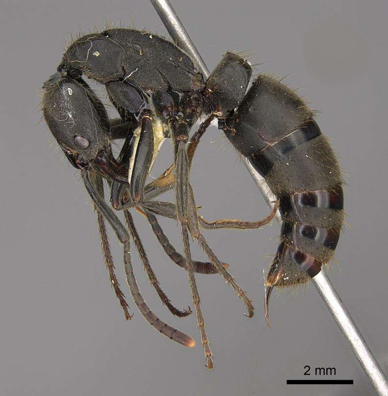 Image of Pachycondyla striata Smith 1858